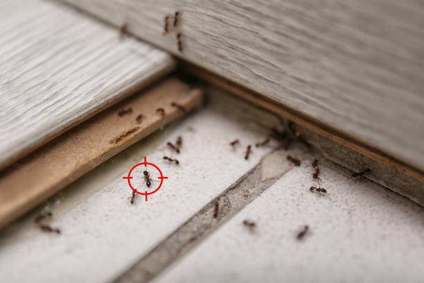 Professional Pest Control in Le Sueur, MN